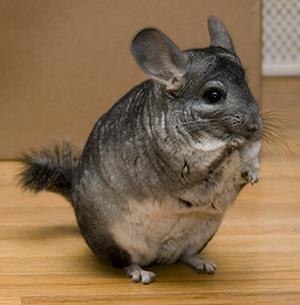 Chinchilla Chinchilla lanigera (long-tailed) Chinchilla brevicaudata (short-tailed) Range: Found in the Andes Mountain range in Chile Habitat: Chinchillas live most of their lives in arid, rocky,