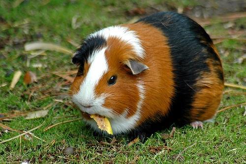 Guinea Pig Cavia porcellus Range: South America Habitat: Edges of forests, in marshes, and in rocky areas Diet: Grasses, leaves, fruit Lifespan: 5-8 years Description: Guinea pigs have small, chunky