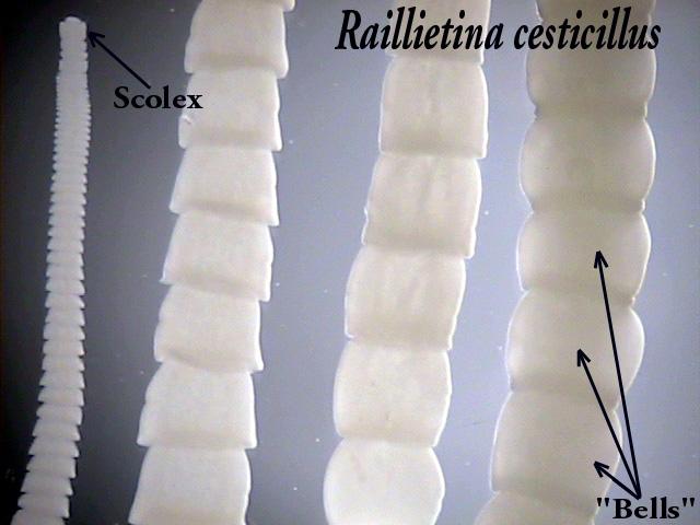 Image 3: Image of Raillietina