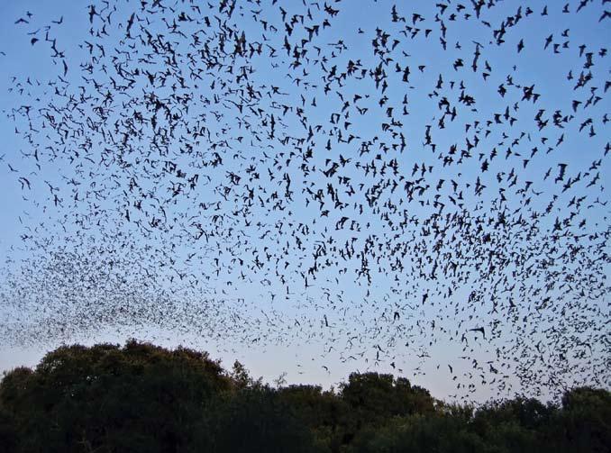 Bats sleep during the day. Bats have strong claws on their feet.