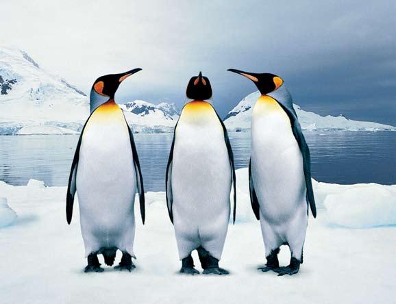 These penguins live where the weather is always cold.