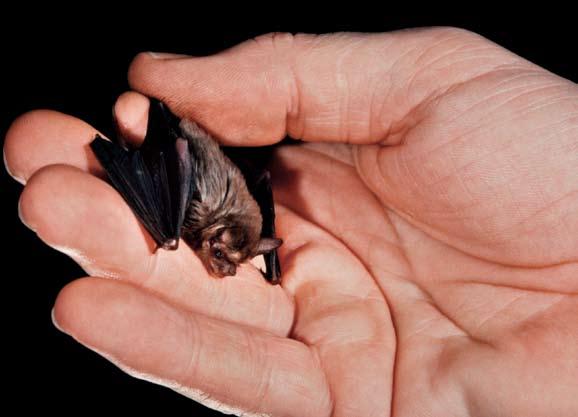 Some bats have very big wings.