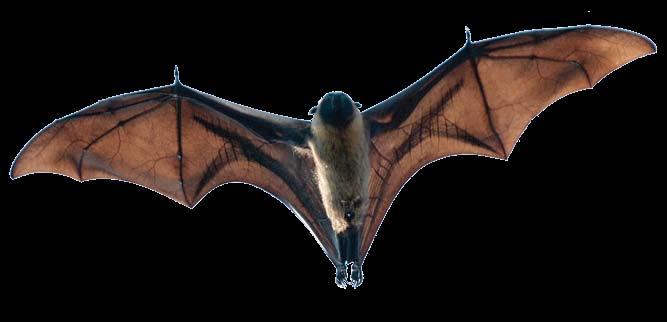 Some bats have very small wings.