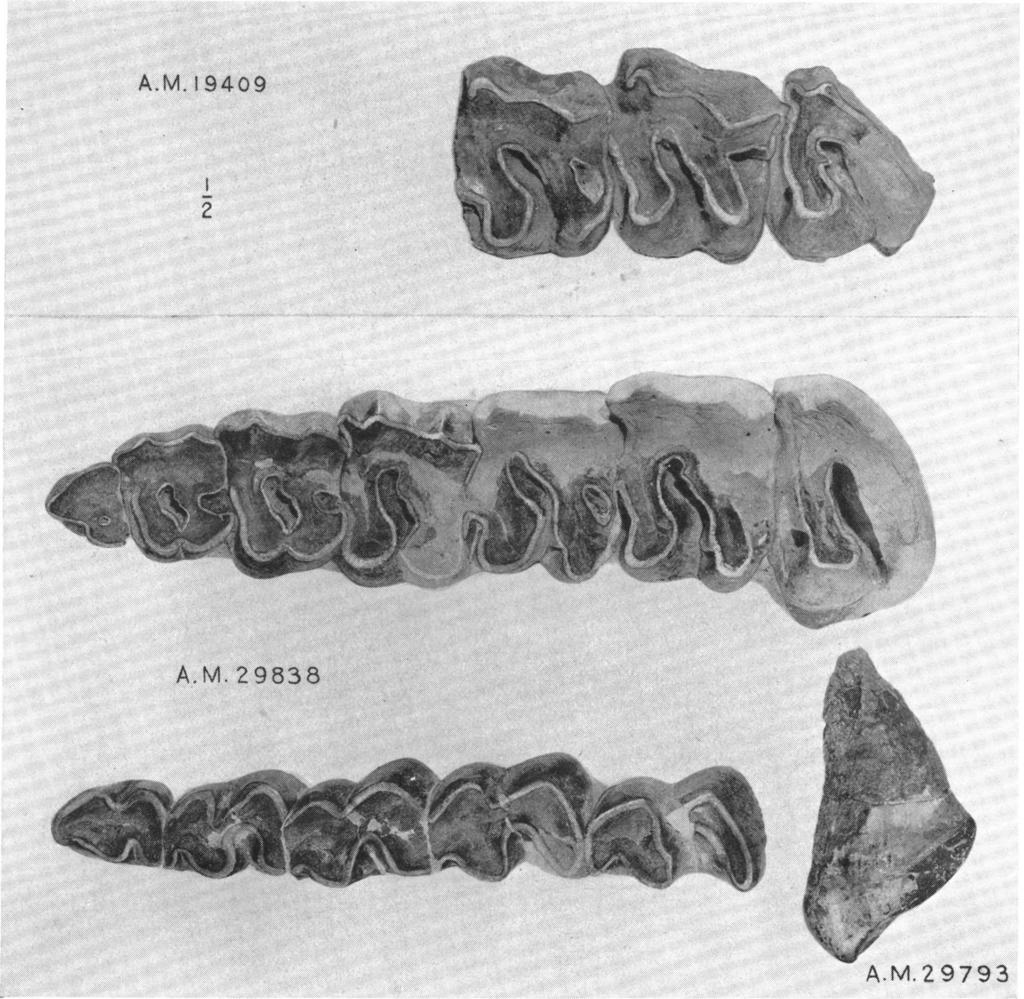 ~ ~ ~. A.M. 19409 2 t A.M. 29638, A.M 2 9793 Fig. 4.-Gaindatherium browni. new genus and species. Upper and lower dentitions. At top: Type, Amer. Mus. No. 19409, left M'-3, crown view.