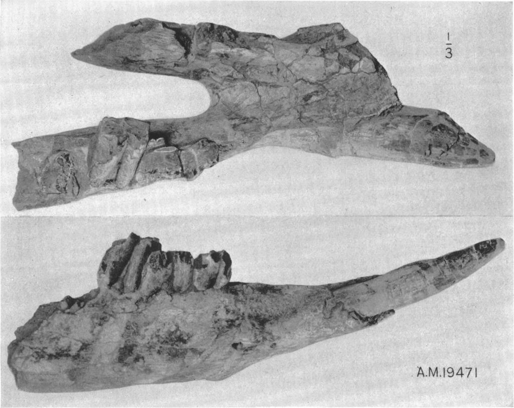 1934] RHINOCEROS FROM THE SIWALIK BEDS OF INDIA 9 Another specimen, Amer. Mus. No. 29838, shows the characters of the premolars and of the lower grinding dentition.