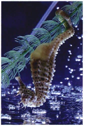 INTRODUCTION Hippocampus abdommalis Southern Knight Seahorses are temperate marine fish found in coastal waters of south-eastern Australia and also in New Zealand.