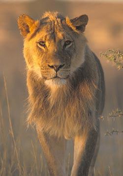 Lion Lions are the largest of the big cats in Africa. Lions are gregarious and live in prides, sometimes as large as 25-30 animals.