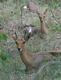 They live in family groups of up to 10. Males are very aggressive towards other males and will defend their herd fiercely. Mountain Reedbuck feed mainly on grass but do browse on leaves and twigs.