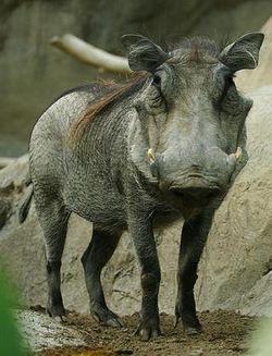 Warthog Warthogs are named because of the large warts that they have on the face. Young animals and females without tusks have white whiskers on the jaw, which look like tusks.