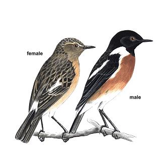 10. Very Small Birds ( < 15 cm ) Stonechat/Gewone Bontrokkie: Usually in pairs; sometimes solitary.