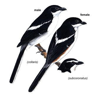 11. Small Birds ( 15 to 30 cm) Fiscal Shrike/Laksman: Usually solitary; sometimes in pairs.