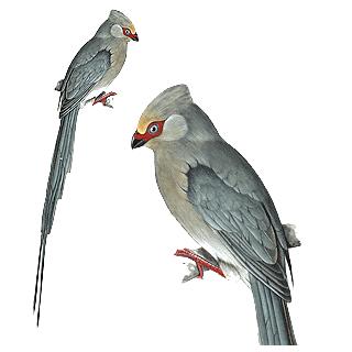 12. Medium Birds ( 30 to 60 cm) Redfaced Mousebird/Rooiwangmuisvoël: Gregarious in small groups, seldom more than 8 birds, but sometimes up to 20; more wary than other mousebirds; usually flies high