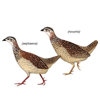 Medium Birds ( 30 to 60 cm) Crested Francolin/Bospatrys: Usually in pairs or family groups. Very noisy at dusk and dawn.