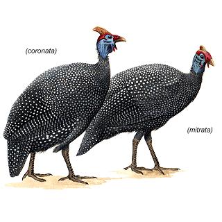 Helmeted Guinea fowl/tarentaal: Highly gregarious, especially when not breeding; flocks may number several hundred birds; usually in pairs when breeding.