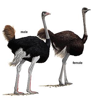 14. Big birds ( > 90 cm ) Blue Crane/Bloukraanvoël. Highly gregarious when not breeding; otherwise in pairs or family groups; flocks usually 30-40 birds, sometimes up to 300.