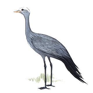 Secretary bird/sekretarisvoël: Usually in pairs; sometimes in groups of 3-4 birds; at waterholes in arid areas in groups of up to 50.