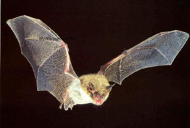 2. Bats To some people bats look like flying rats. They remind others of ghosts, witches and scary stuff. But to those in the know, bats are the best.