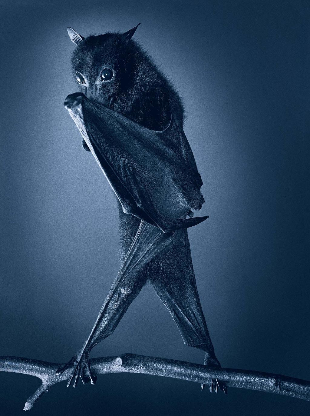 Tim Flach More Than Human - Extended Text Good Bat / Bad Bat Bats have inspired many stories throughout the world, and through history.