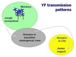 Ecology of Transmission