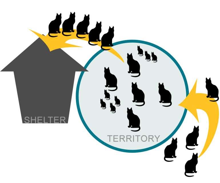 The Vacuum Effect Removal backfires [L]ow level ad-hoc culling led to larger populations than in colonies left alone. relative abundance and activity of feral cats increased in the cull-sites.
