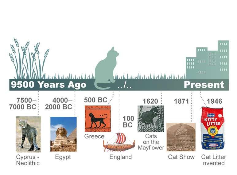 History of Cat Domestication It wasn t