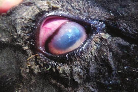Pinkeye Caused by many different organism Moraxella and Chlamydia Can be zoonotic Isolation: