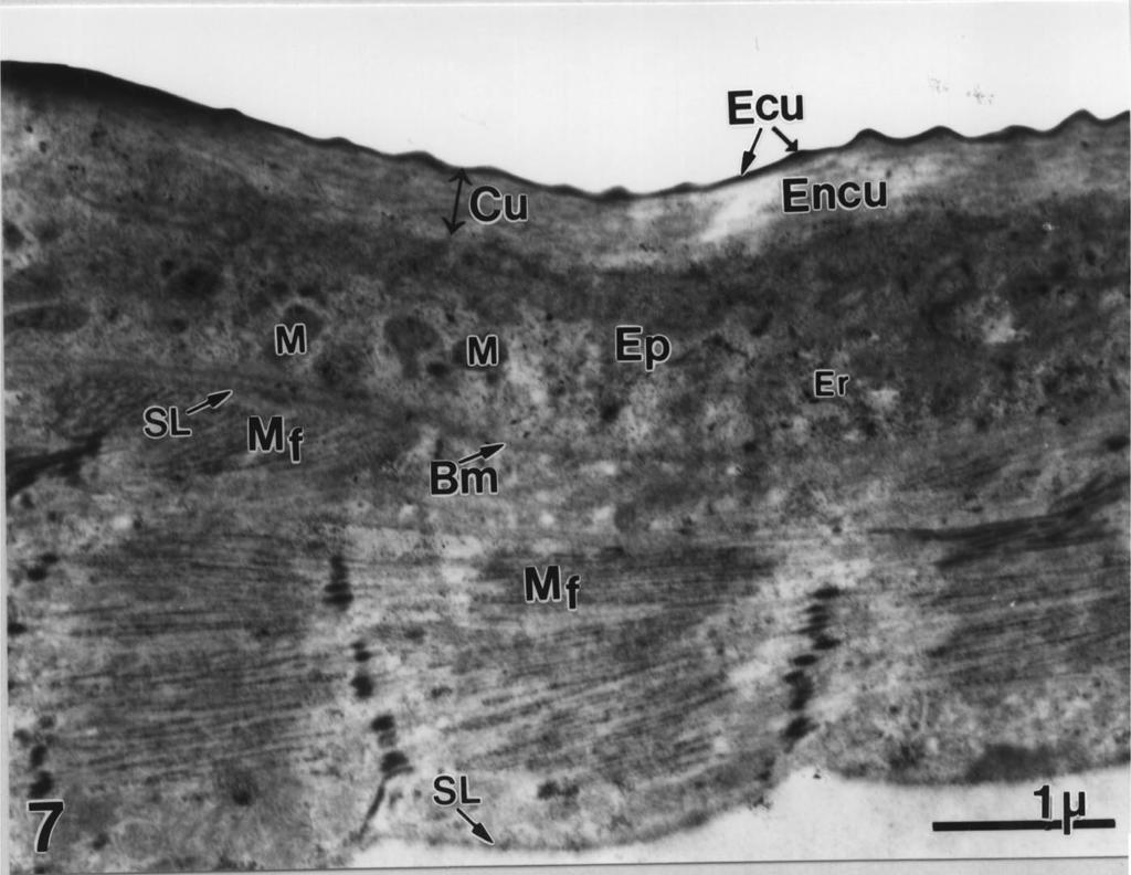 The epithelial cells contain numerous small mitochondria, scattered granular and agranular endoplasmic reticulum, and a large number of unattached ribosomes (Smith 1968). B.
