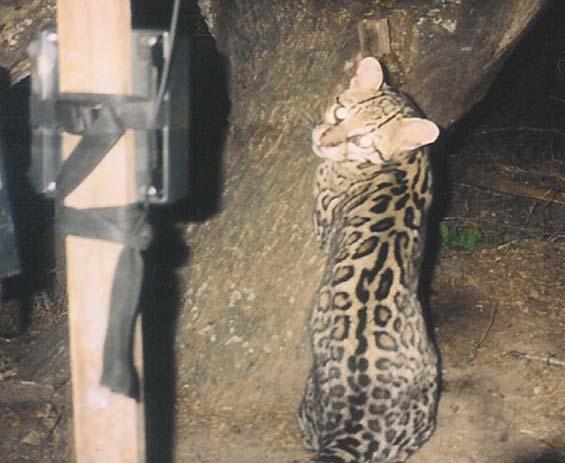 Other subspecies of ocelots can be found in Mexico, Central and South America. The Life Of An Ocelot Ocelot s diet consists mostly of rabbits, mice, rats and birds.