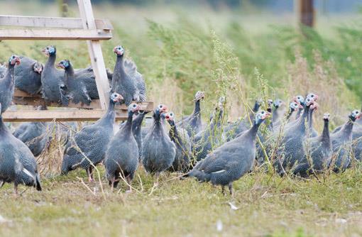 Varieties of Guinea fowl:- There are three main varieties of guinea fowl raised at CPDO(ER): pearl, white, and lavender.