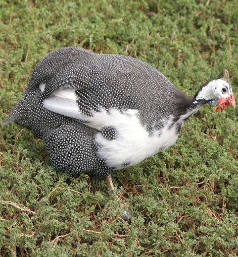 Guinea fowl in the garden:- A large garden could be home to a few guinea fowl, although they are likely stray further afield.