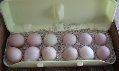 pot eggs in their place, or the guinea fowl will quickly find a new (and probably even more inaccessible spot) to nest.