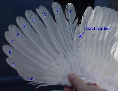 Fig. 1. Parts of an adult male chicken and an adult female chicken. Source: University of Illinois. Used with permission. A chicken's wing has several flight feathers.