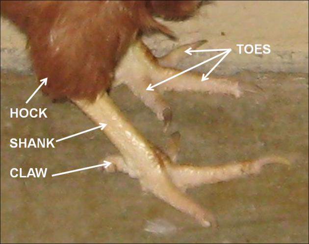 A chicken's head has several parts, as shown in Figure 5. One of the most prominent features on a chicken's head is the comb.
