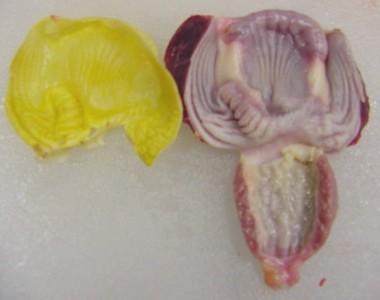 Fig. 5. Inside of a chicken gizzard, with the internal lining removed. Source: Jacquie Jacob, University of Kentucky When allowed to free-range, chickens typically eat small stones.