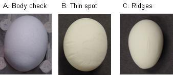 Occasionally, the shell becomes damaged while the egg is in the shell gland and is repaired before the hen lays the egg. This repair results in what is known as a body check (see Figure 6).