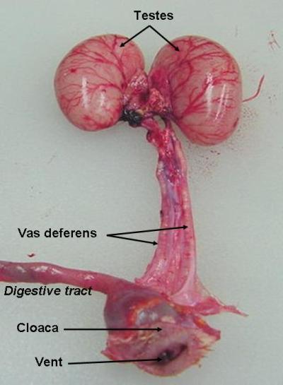 Fig. 2. Reproductive tract of a male chicken. Source: Jacquie Jacob, University of Kentucky. The male chicken has two testes, located along the chicken's back, near the top of the kidneys.