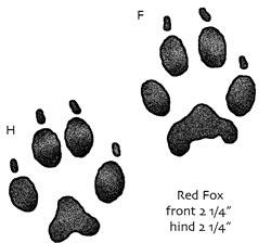 Foxes, red foxes in particular, prey on poultry flocks.