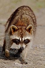 Gray foxes, the only foxes that readily climb trees, may den in hollow cavities of trees.
