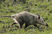 It causes eggs to be mashed and messy, often chewing the shells into small pieces and leaving those pieces in the nest. Opossums usually begin feeding on adult poultry at the cloacal opening.