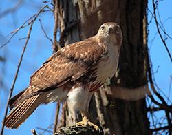 Red-Shouldered Hawk Red-shouldered hawks live in forests and swamps. They may store food near their nest to eat later.