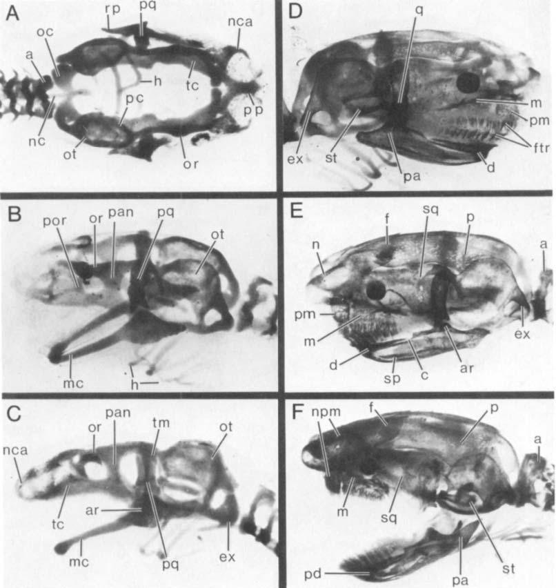 CAECILIAN SKULL DEVELOPMENT 217 Fig. 5. Embryonic and early fetal skulls ofd. mexicanus, cleared and differentially stained for bone and cartilage.