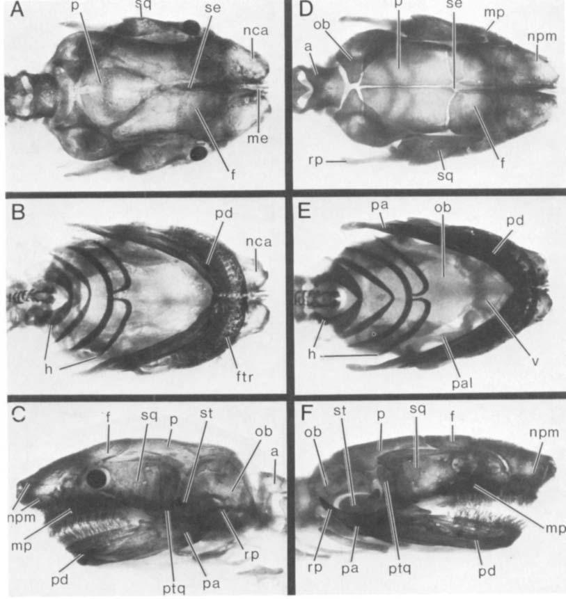 218 M.H. WAKE AND J. HANKEN Fig. 6. Two late fetal skulls (dorsal, ventral, and lateral views) of 0. mexicanus, prepared as in Figure 5.