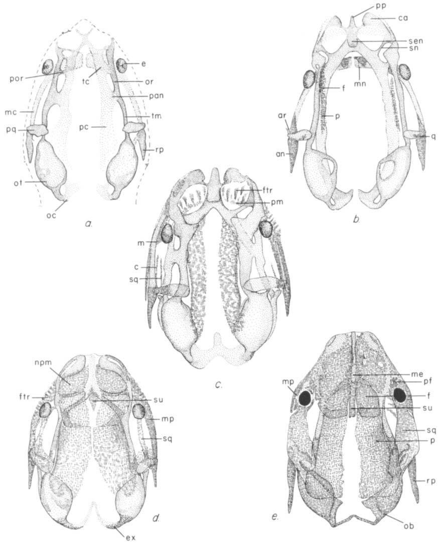 CAECILIAN SKULL DEVELOPMENT 205 Fig. 1. Growth and ossification of the chondrocranium in D. mexicanus (dorsal view).