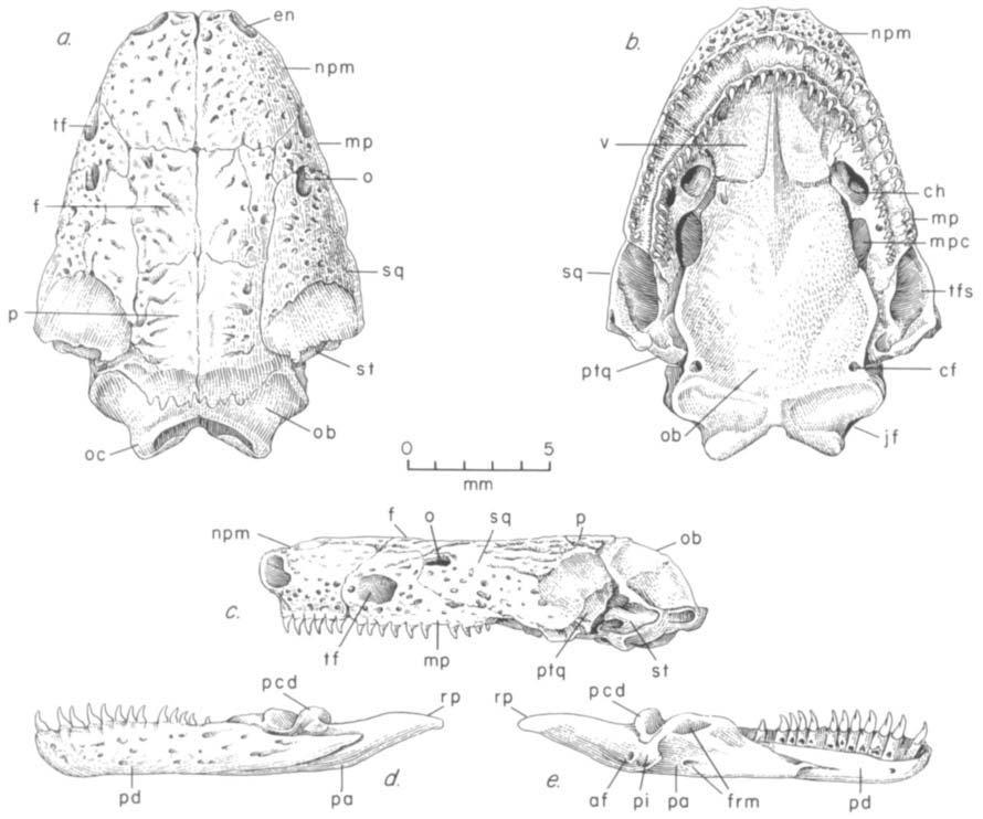 CAEClLlAN SKULL DEVELOPMENT 209 P Fig. 2. Skull (a-c) and left lower jaw of 373 mm adult11. mexicanus. Skull length 14.7 mm. Lower jaw is drawn from labial (di and lingual (e) aspects.