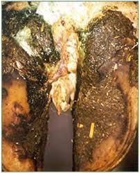 FOOT ROT 75% of all lameness cases of beef cattle Sporadic incidence but under favourable conditions, up to 25% of a herd can be