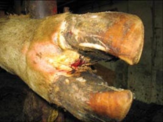 CLINICAL SIGNS Sudden onset of severe lameness Very painful, often only toe touching Skin and soft tissue between toes becomes red and swollen Swelling from top of the hoof to