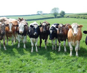 Empty heifers should be finished and sold and not re-bred + + Finish the OBH quickly within six to eight weeks of giving birth.