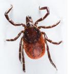 ) To characterize a genomospecies within positive ticks 2.