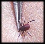 of entomological risk factors Tick vector, life stage, time of year Targeting geographic areas associated