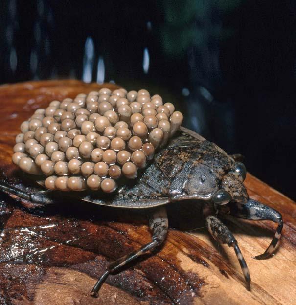 male giant water bug with eggs on its back Goliath Beetle: The Heavyweight You re back to walking through a rainforest, which doesn t surprise you since most of Earth s insects in rainforests.
